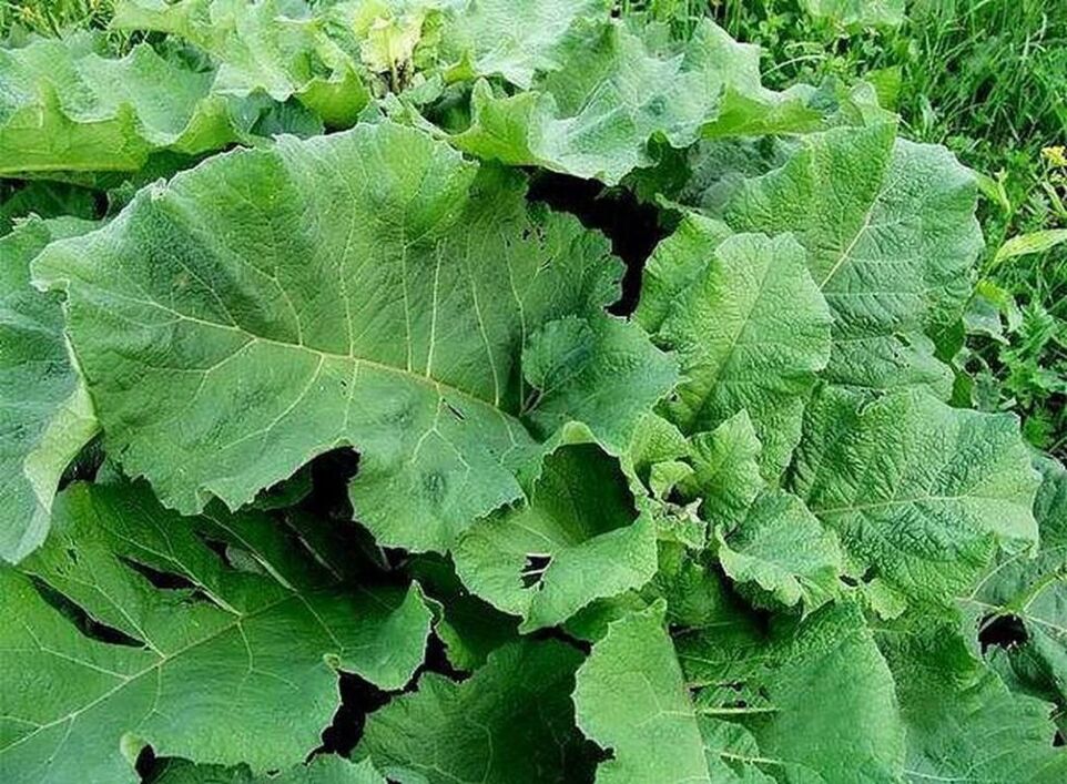 Burdock leaves – a folk remedy for the treatment of varicose veins